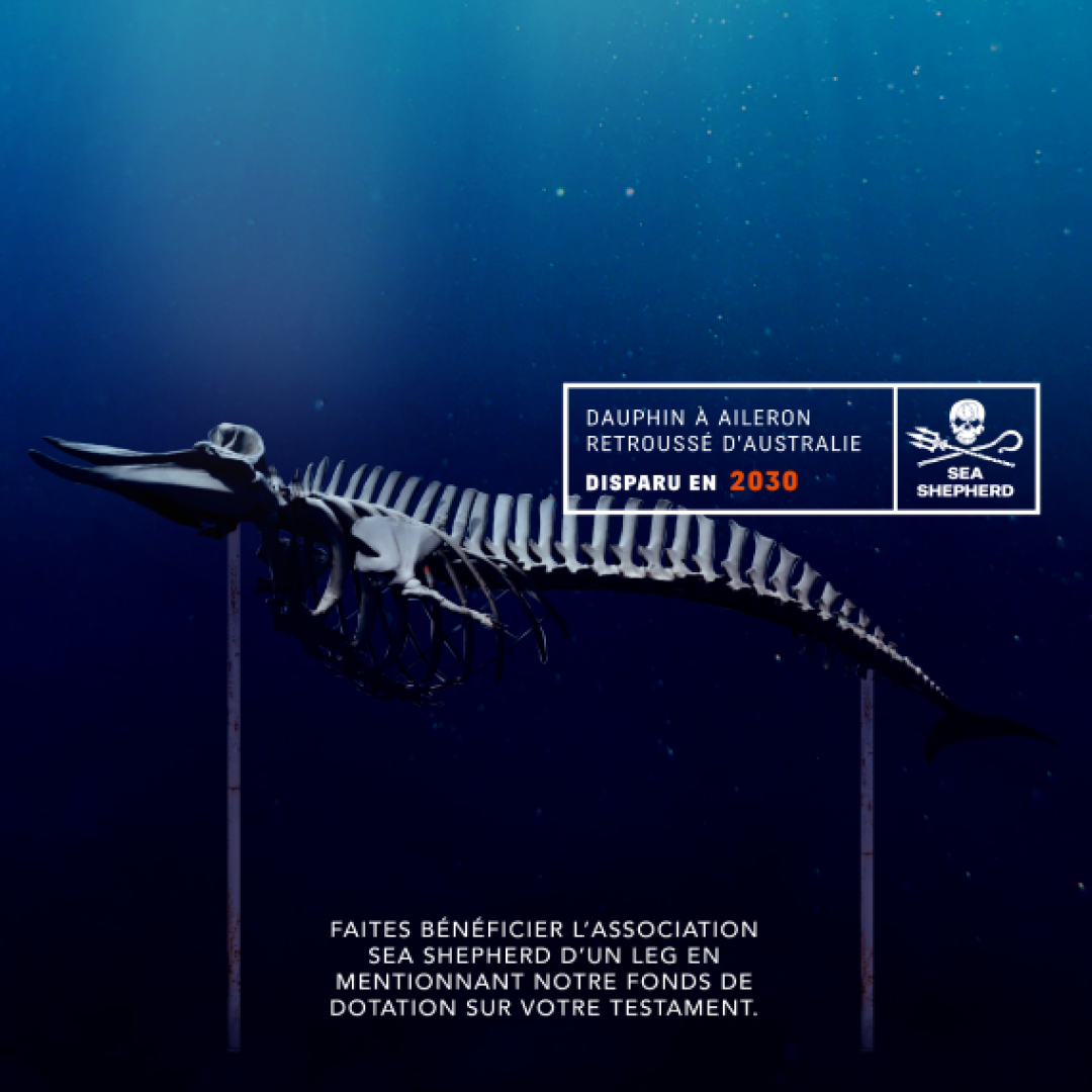 Sea sheperd campagne pour fonds de dotation